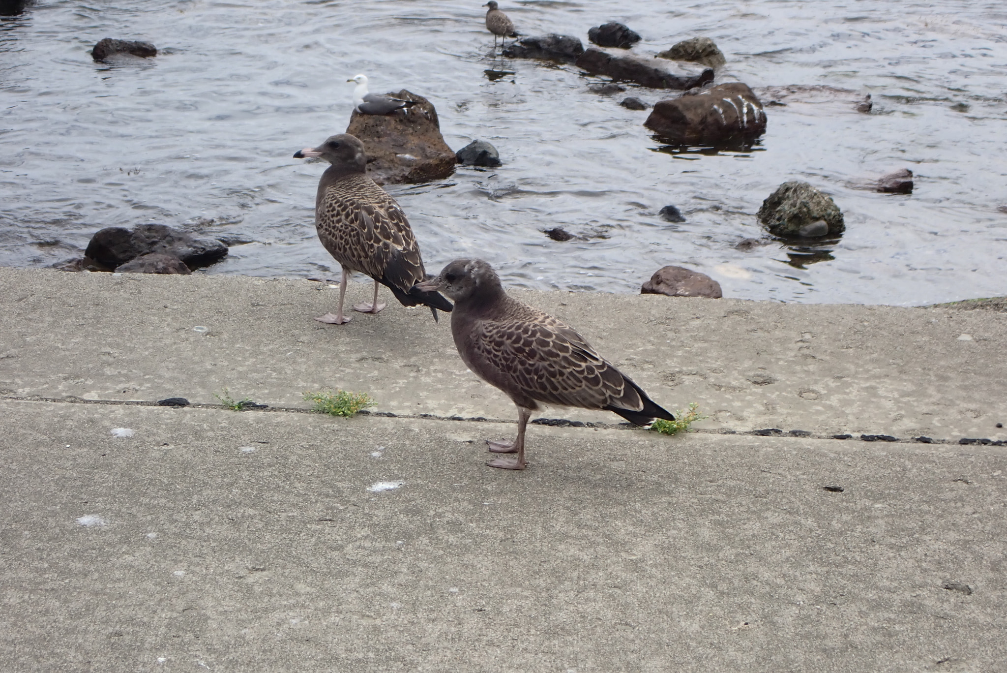 ウミネコの幼鳥