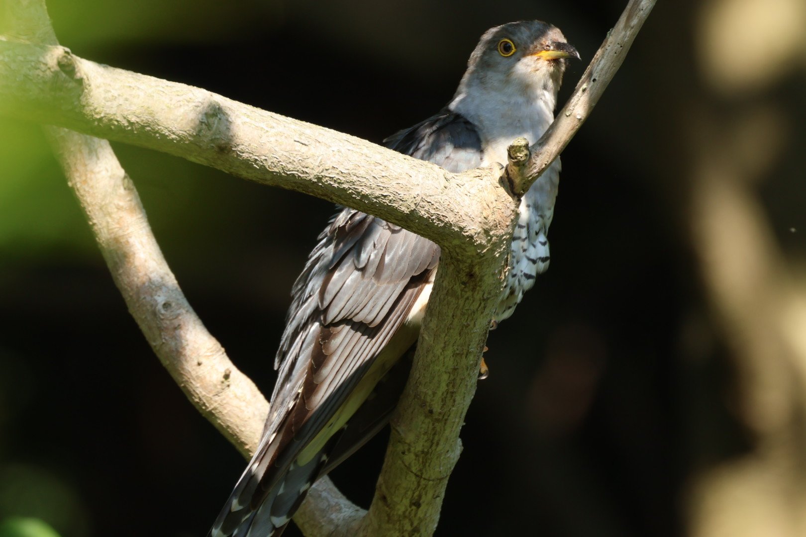鳥見