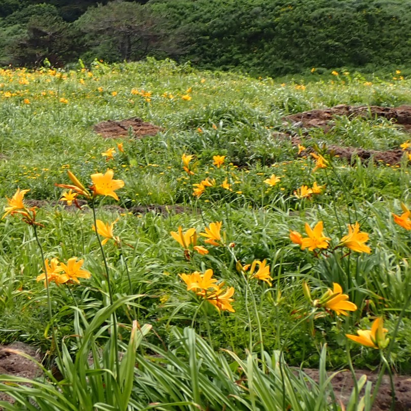飛島観光