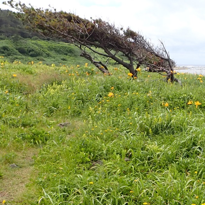 風が強い飛島