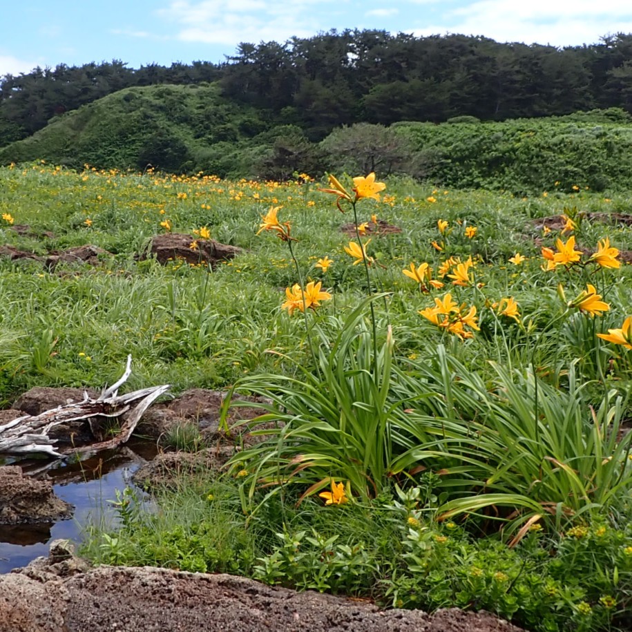 飛島とトビシマカンゾウ