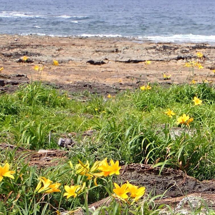トビシマカンゾウ